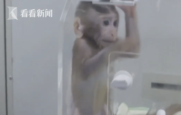 人猴嵌合胚胎的医学突破与伦理挑战