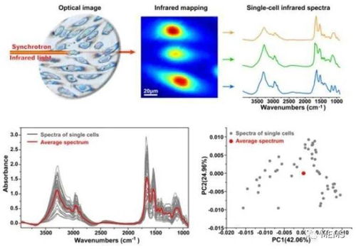上海高研院在同步辐射单细胞红外显微成像研究中取得新突破，推动医学研究迈入新阶段